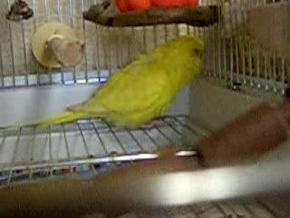 おしゃベリー（２）