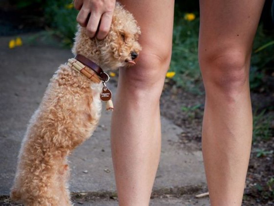 [Le chien sans pattes] UNE | ÉNIGME