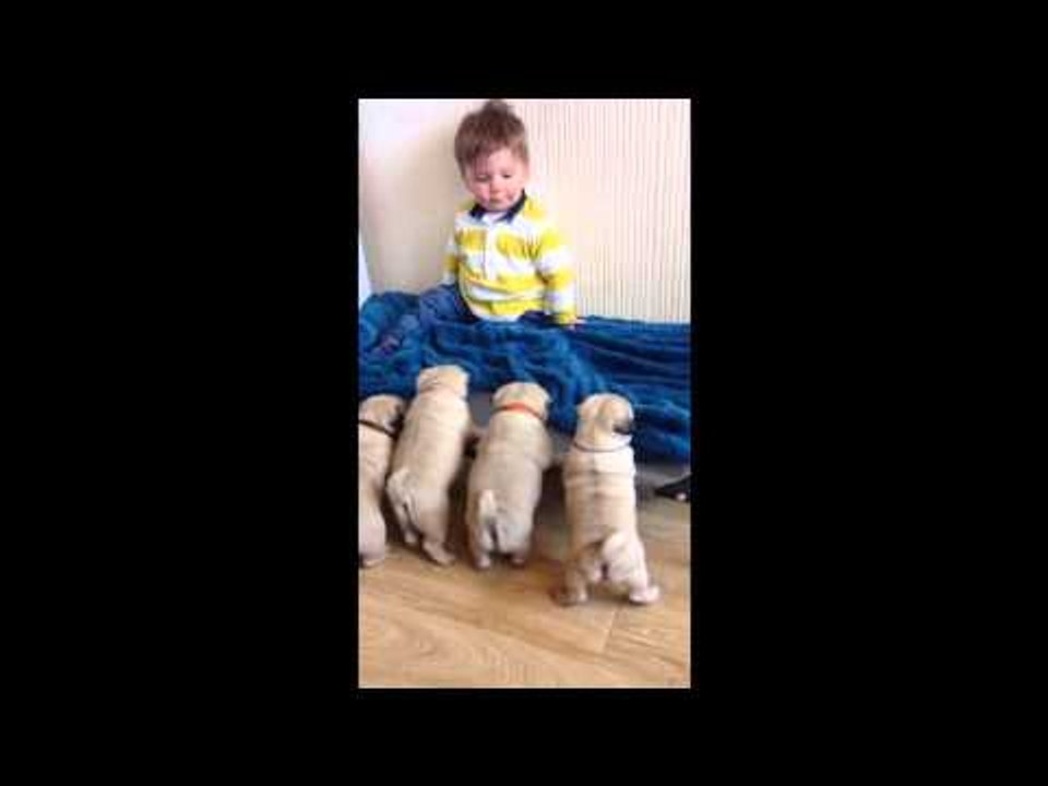 Pugs Love to Follow Their Tiny Owner