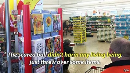 The Unbelievable Story of the Bull Who Escaped From Slaughter in Germany