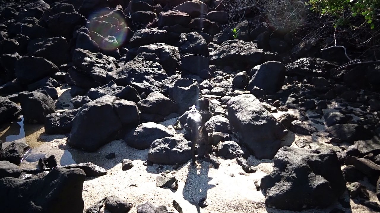 Chili chasing something in rocks