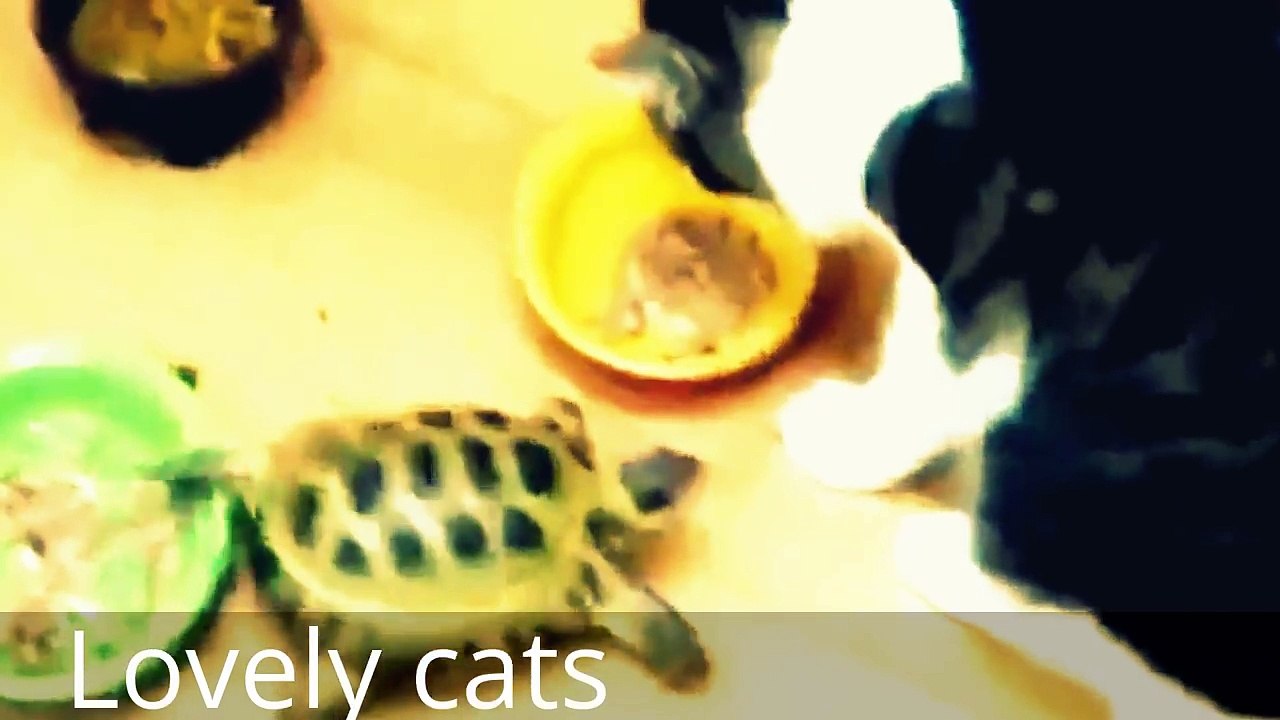 Funny Cats compilation 2016 - Funny Animals