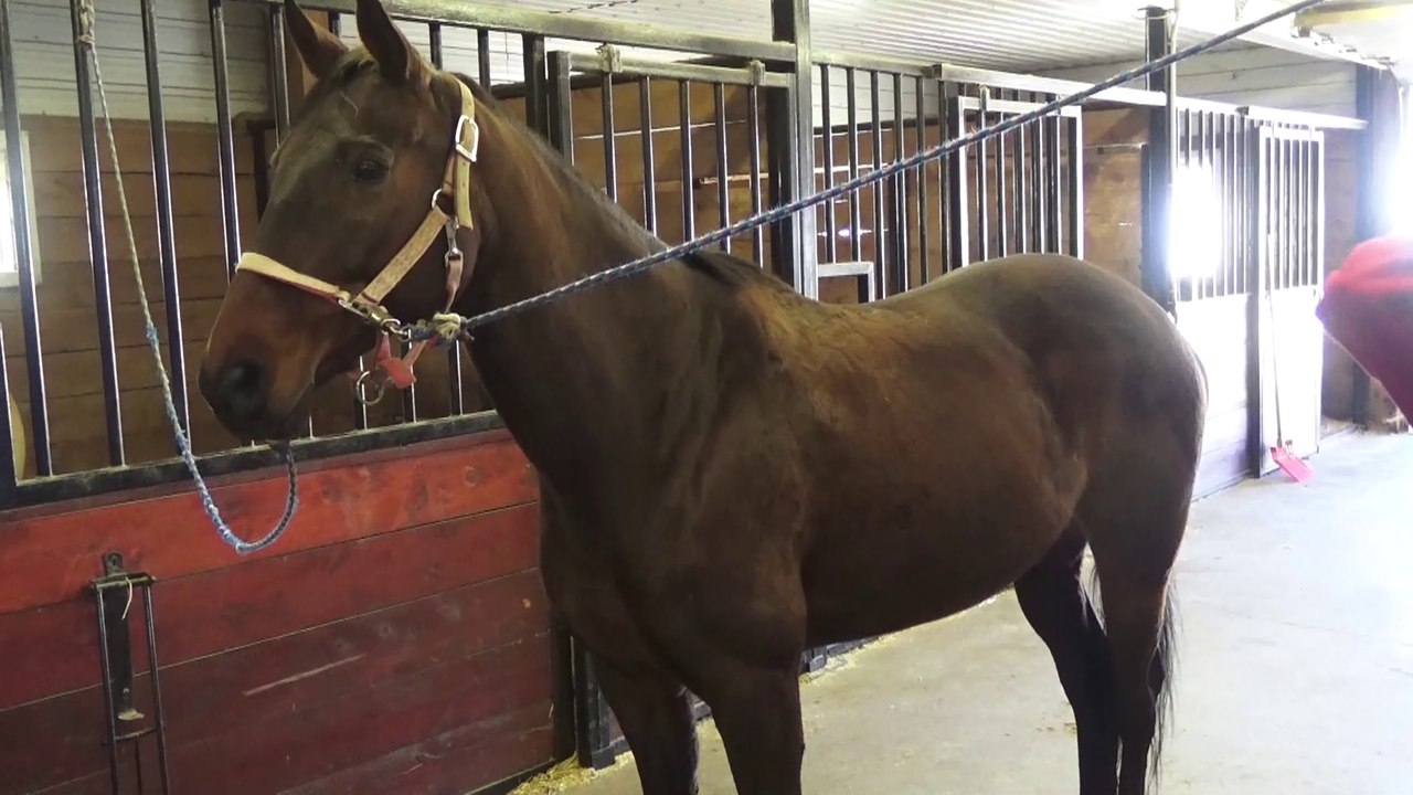 Laurie - cours d'équitation - 2016-04-30.(4).disc.movie