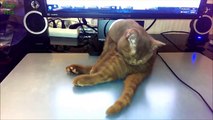 Funny Cats Sleeping in Weird Positions Compilation 2015