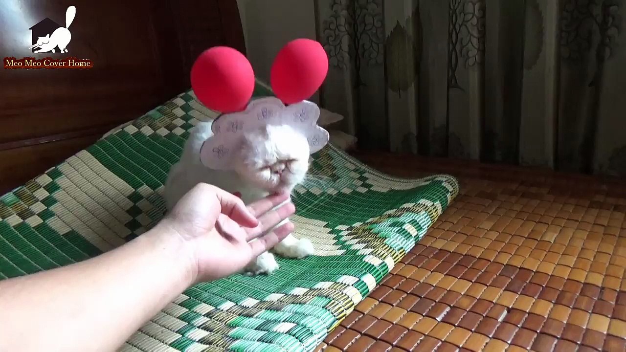 Funny Cats 2016 - The Best Moment