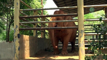 L’éléphant pleure son meilleur ami, mais regardez qui apparaît à côté d’elle. Très touchante!