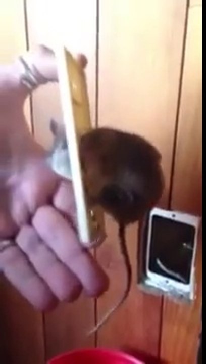 Une souris a la tête coincée dans une prise... Aller, un petit régime!