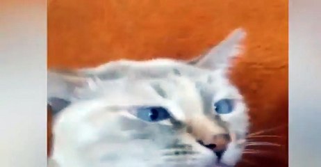 Muni, il gatto randagio strabico che fa impazzire il web [VIDEO]