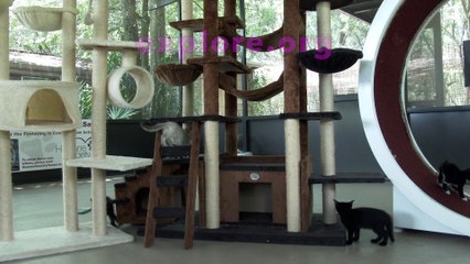 Help Us "Mother" Our Foster Kittens