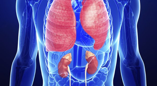 Relationship between the kidneys and the lungs and how both of them play a role in respiratory acidosis