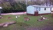 Fallow Deer Just Chilling Out At Silver Trees