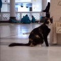 Cat drinking zamzam in Haram shareef