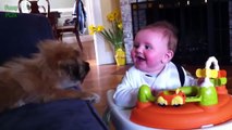 Cute Babies Laughing at Dogs Compilation 2015