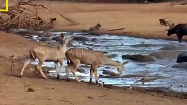 Eagle vs Snake compilation 2016, Eagle Attack lion,Man, Wolf,Rabbit - Baboon attacks Crocodile