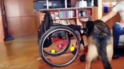 LUI...sempre PRONTO a dare una ZAMPA alla sua PADRONA DISABILE.