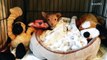 Puppy left in McDonald's dumpster feels supersized love for rescuers
