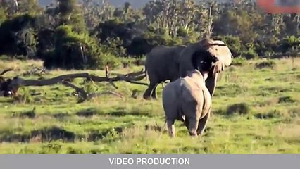 Elephant Vs Lions Attack Animal Fights Compilation 2016 - Leopard vs ostrich, Lion vs ostrich New