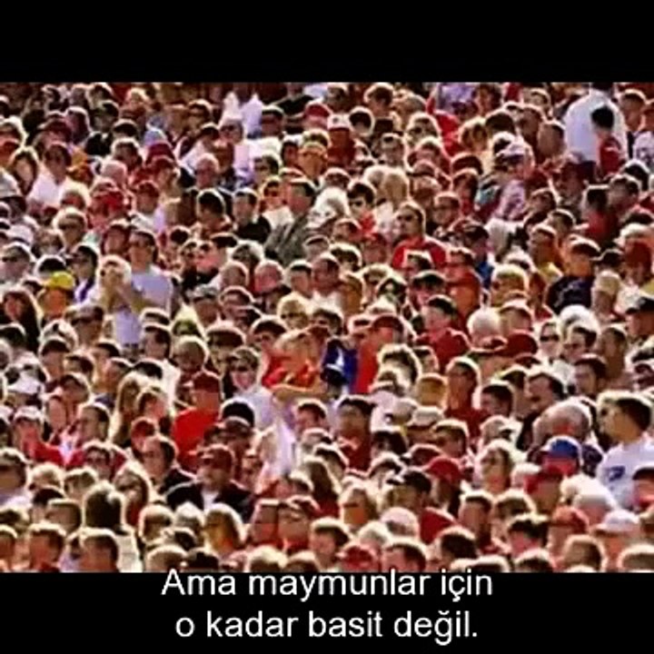 Maymunlar