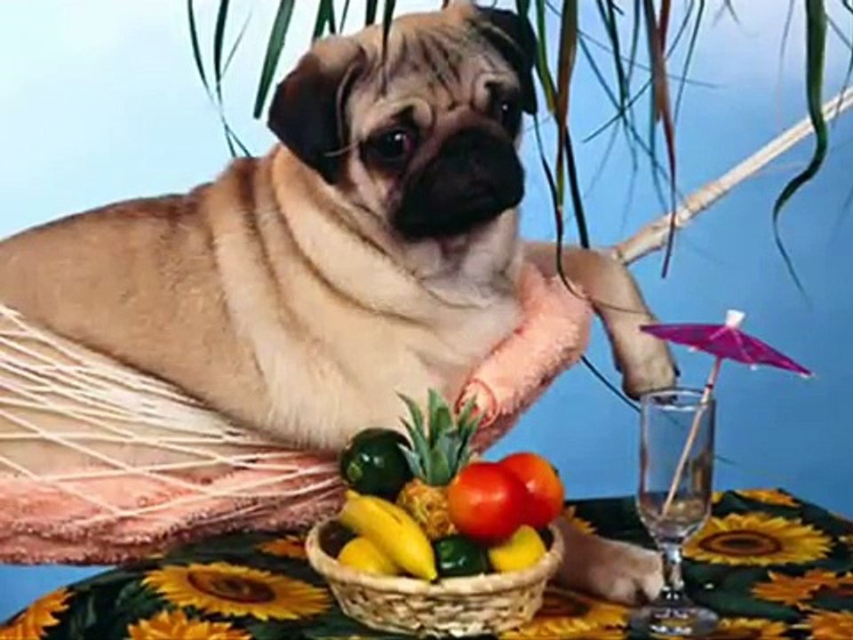 Stary niedźwiedź mocno śpi