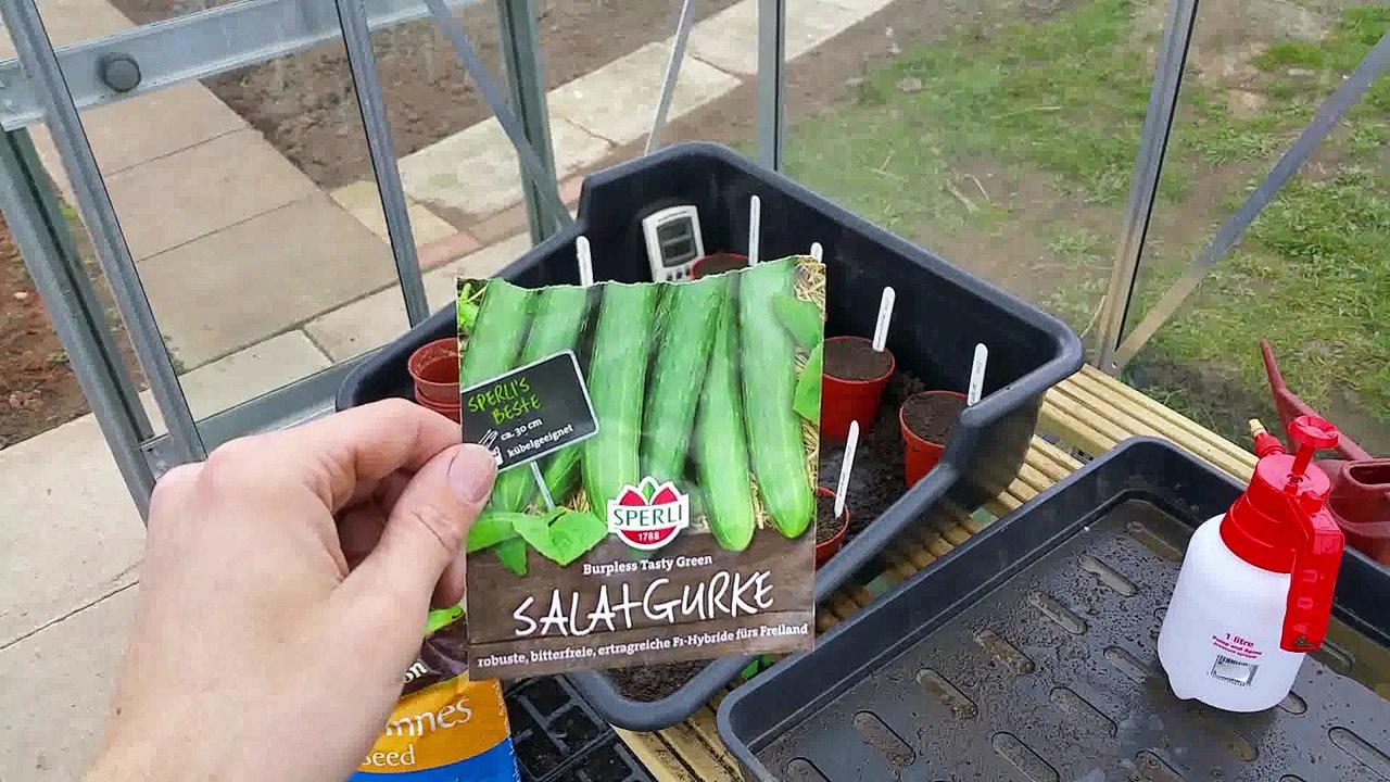 Allotment Days #6 Yard long cucumber, tomatoes and aubergines.
