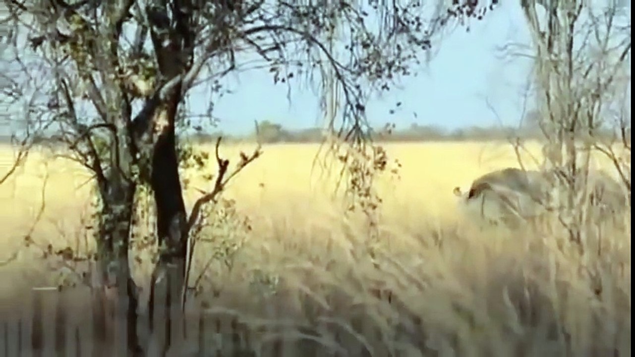Lion vs Rhino