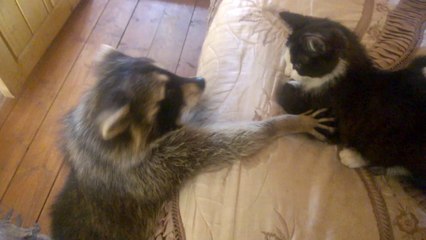 Raccoon Tries to Make Friends With Cat