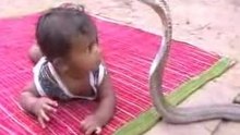 Baby_vs_cobra