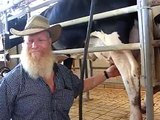 Milking Cows in a desert Dairy Farm Negev Israel