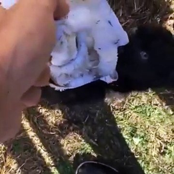 Черныи ягуар играется