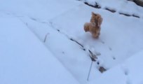 Cute Dog Walks On Front Legs Through Snow