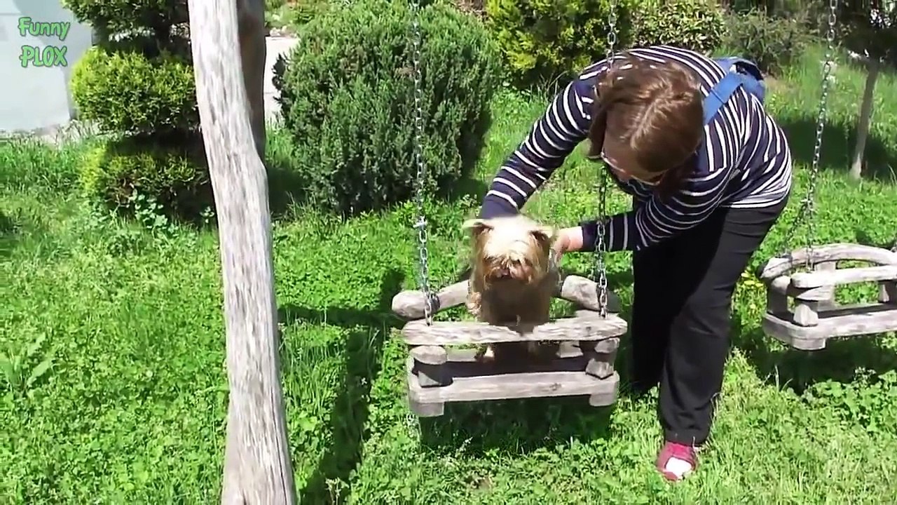 Cute Dogs in Swings Compilation 2015