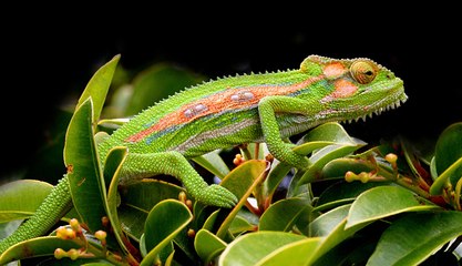 10 Colorful Animals Who Look Too Beautiful To Be Real