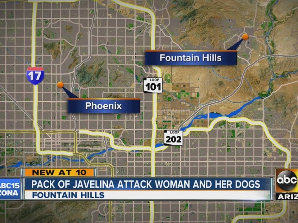 Pack of javelina attack woman and her dogs in Fountain Hills