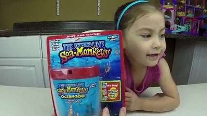 Descargar video: THE AMAZING LIVE SEA MONKEYS! Cute & Easy Pets for Kids - Fun Kids Activity Review