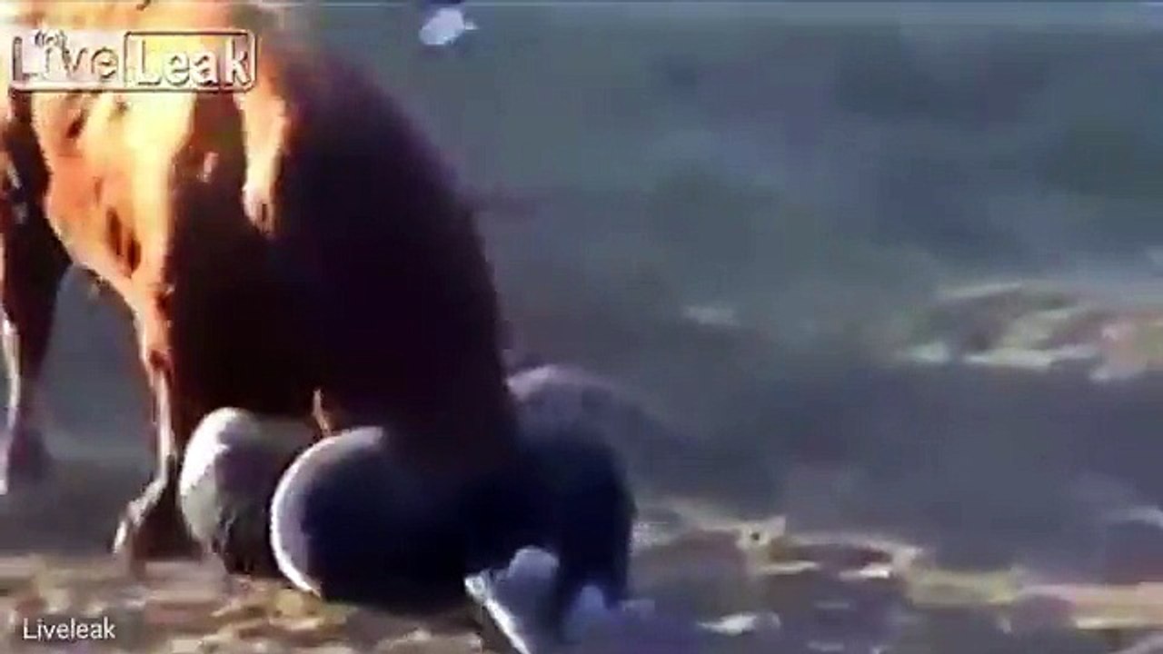 Onlookers scream as raging bull charges and tosses man in air _ Daily Mail Online