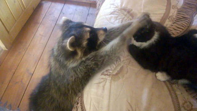 Ce raton laveur a une drôle de manière de faire copain copain avec le chat