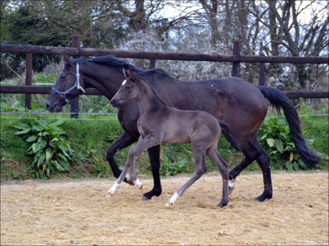 Galaksy des Edènes - 3 semaines