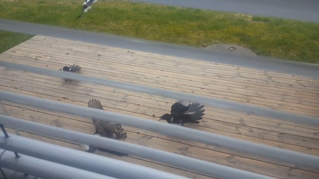 Hawk kills magpie while fighting off 5 other magpies
