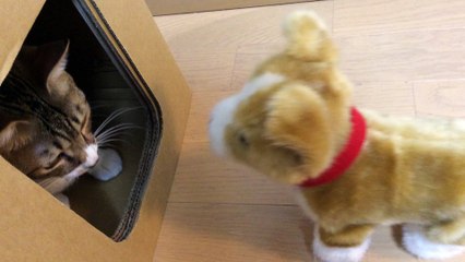 【funny cat ねこ&おもしろ&かわいい&癒し】（とらおうチャン）ワンちゃんめ、なめんなよ怒