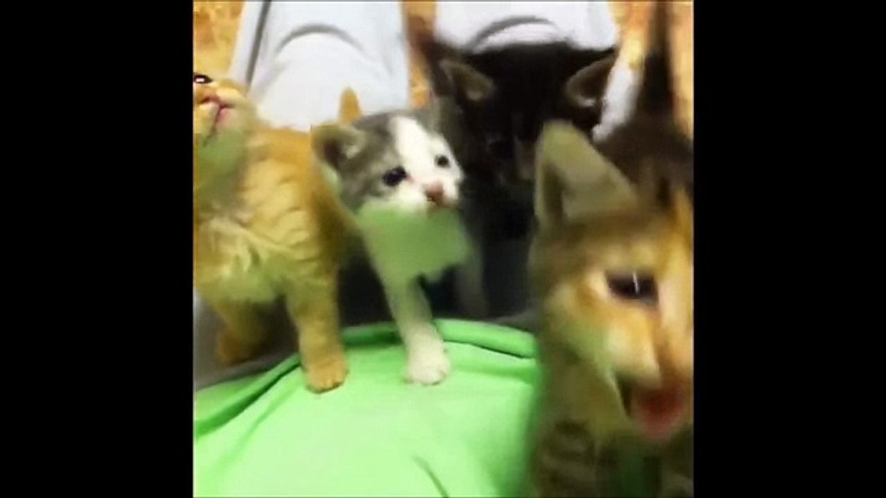 Funny videos 2016 - Best vines ever - Try not to laugh