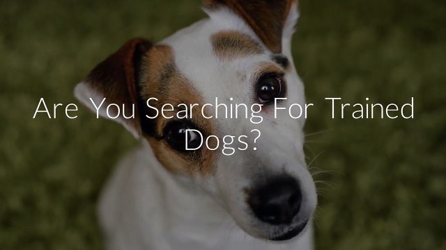 SCOTT’S Police Trained German Shepherds For Sale