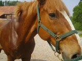 hidalgo cheval horse selle francais