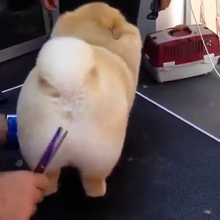 Soooo FLUFFY Dog