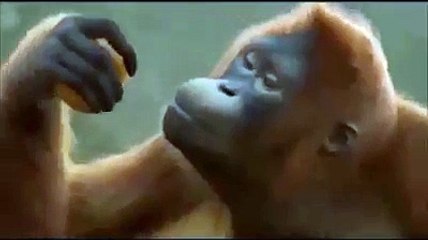 Jitna bhai Imran khan Jitna - funny song