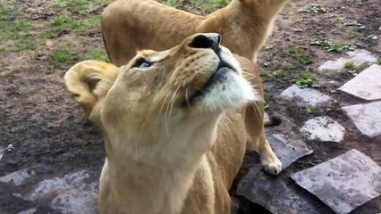 How to turn the formidable lioness in kittens