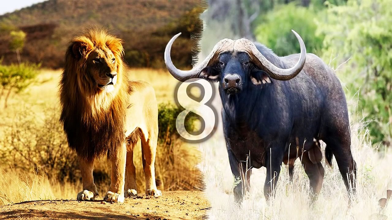 Top Buffalo vs Lion Attacks Deadly Battles 2016