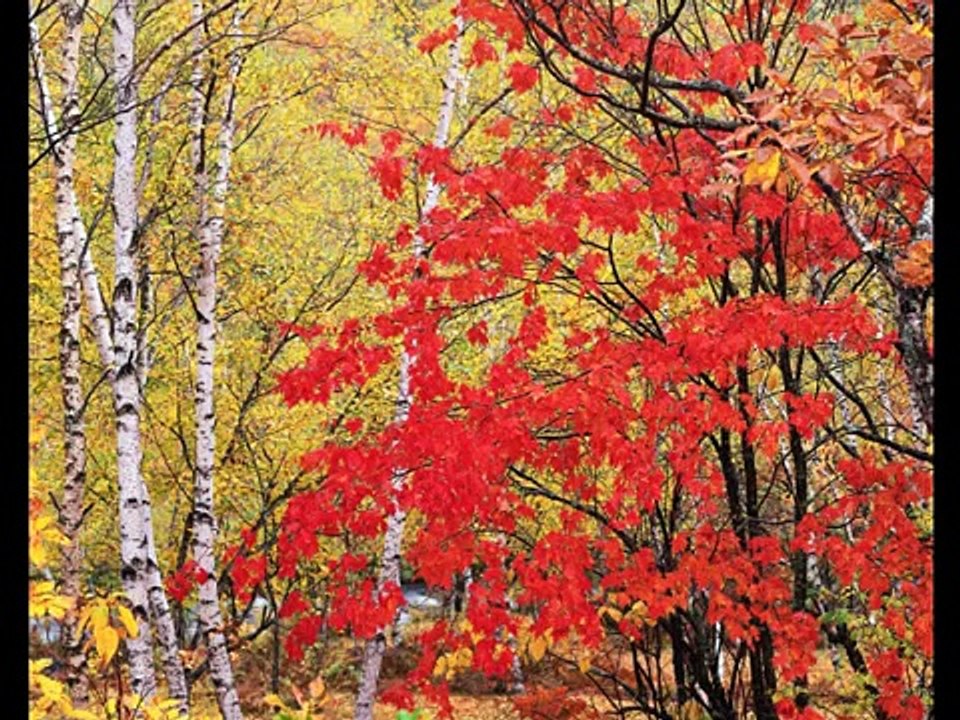 いきものがかり「YELL(フルヴァージョン）」Yell