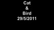 Cat & Bird 29 5 2011_WMV V9.wmv