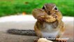 The Scottish Squirrels - rude animal voiceover