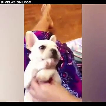 Cagnolino con il Ritmo nelle Vene.